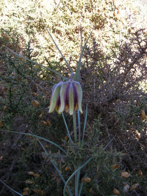 Fritillaria lusitanica
