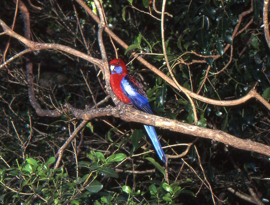 Crimson's Rosella
