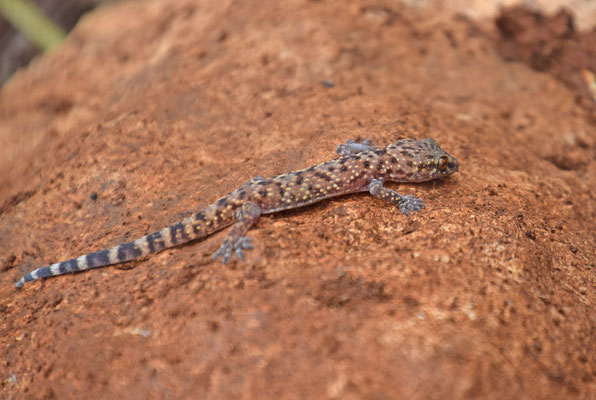 Hemidactylus turcicus