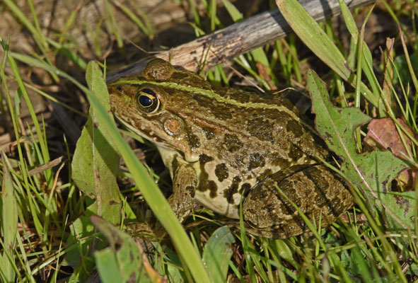 elophylax kurtmuelleri