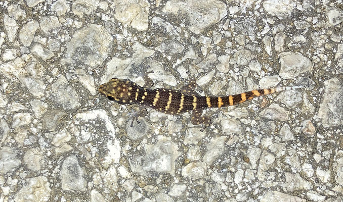 Phyllodactylus martini