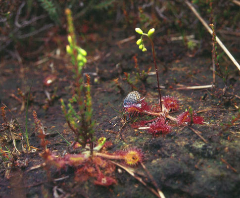 Drosera rotundifolia-  Ronde zonnedauw