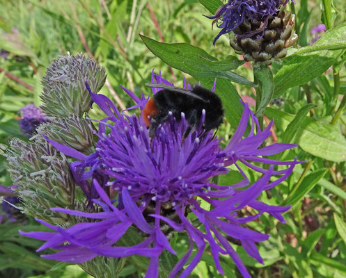 Bombus lapidarius - Steenhommel