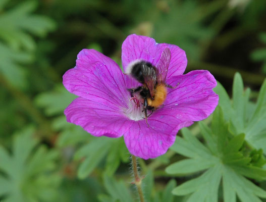 Bombus hypnorum - Boomhommel