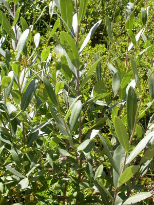 Bupleurum fruticosum - Struikgoudscherm