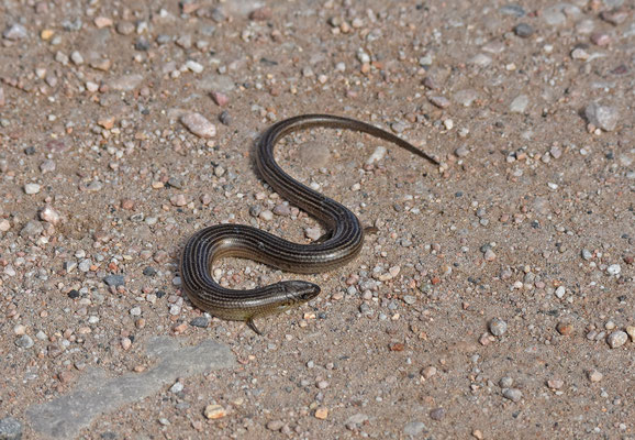 Iberische Hazelskink