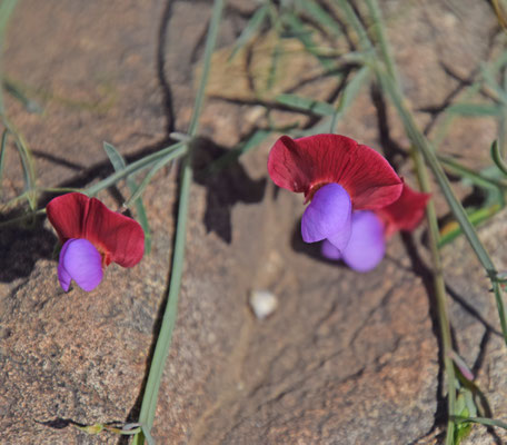 Lathyrus clymenum