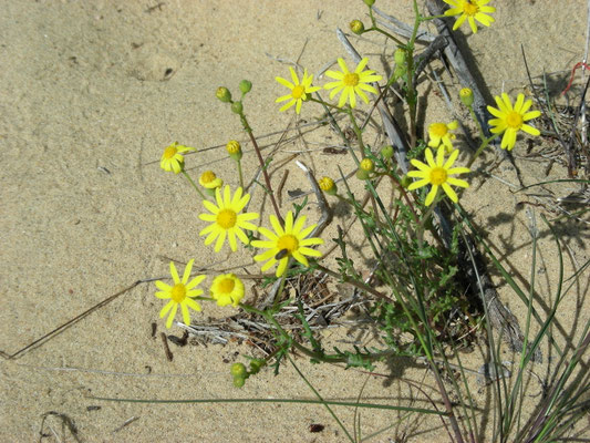 Senecio gallicus