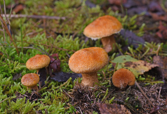 Suillus cavipes var. aureus - Holsteelboleet