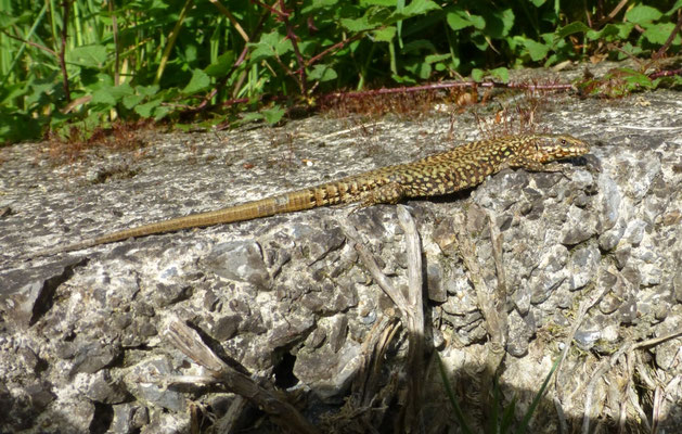 Podarcis muralis