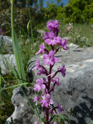 Orchis quadripunctata