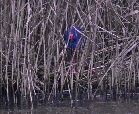Purperkoet, Alblasserdam