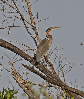 Ardea purpurea - Purple Heron