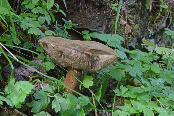Porphyrellus porphyrosporus - Porfierboleet
