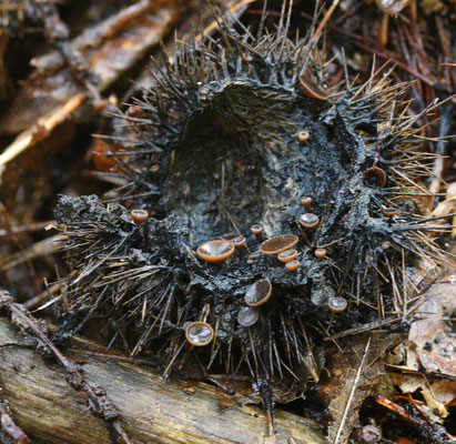 Rutstroemia echinophila - Kastanjestromakelkje