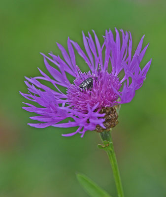 Oxythyrea funesta - Rouwende gouden tor