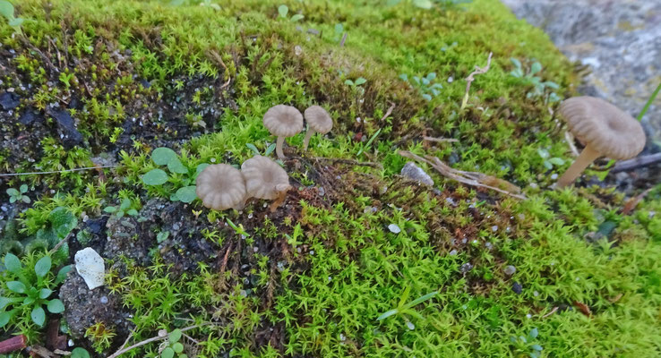 Omphalina rickenii - Muurtrechtertje