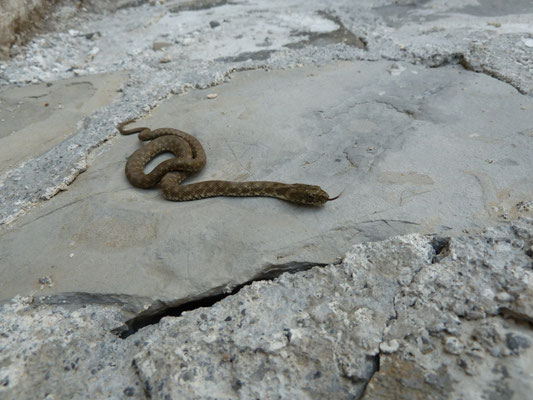 Natrix tesselata, juveniel