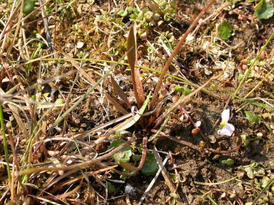 Baldellia ranunculoides - Moerasweegbree