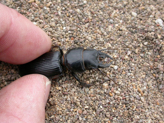 Scarites eurytus