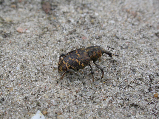 Hylobius abietis - Grote dennensnuitkever