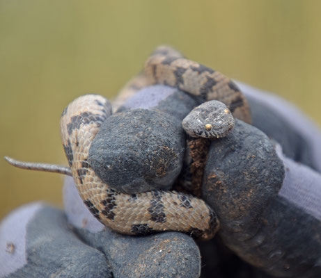 Europese katslang (Telescopus fallax syriacus)