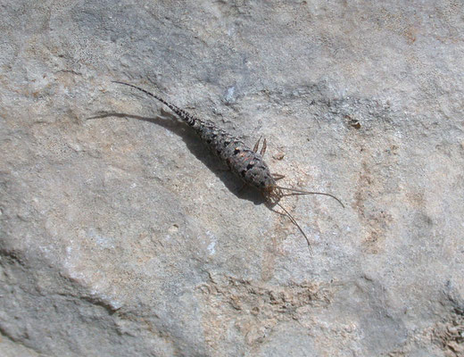 Thermobia aegyptica