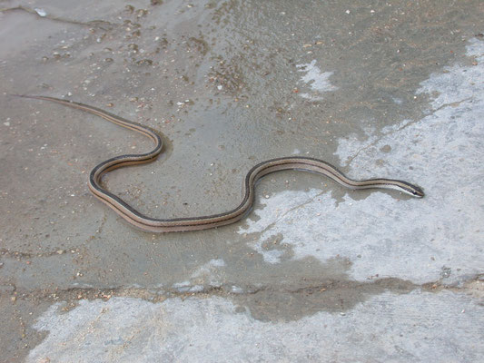 Lygophis lineatus - Gladde bruine driestreepslang