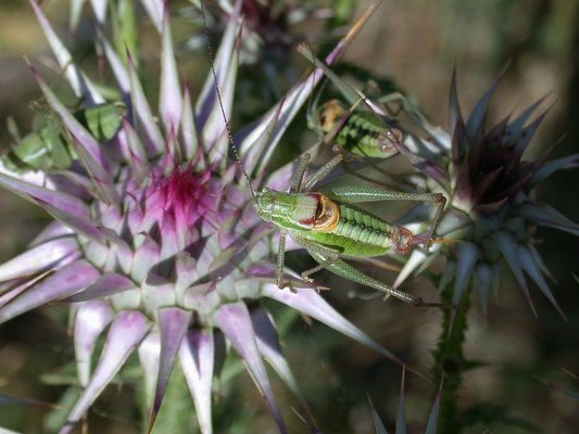 Leptophyes laticauda