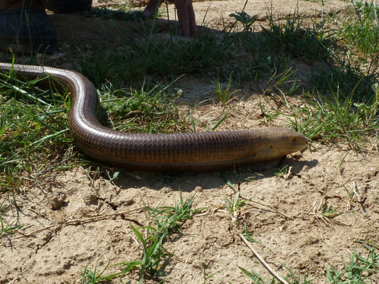 Pseudopus apodus (Scheltopusik)