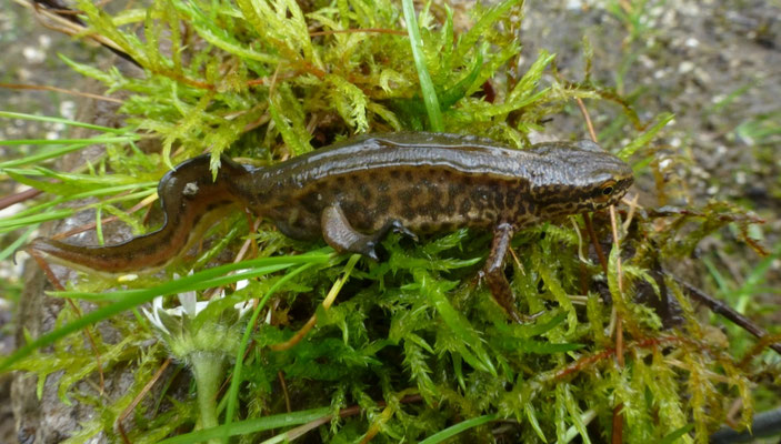 Lissotriton helveticus