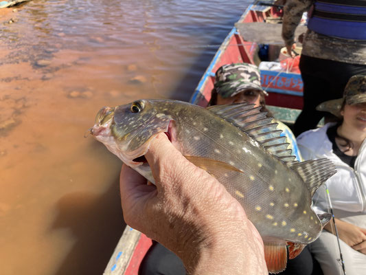 Cichla temensis - tukunari (Braziliaanse variant)