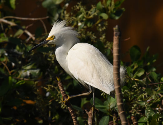 Snowy Egret