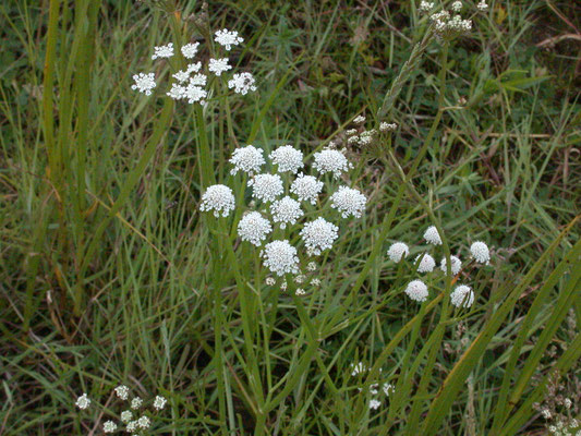 Oenanthe lachenalii - Zilt torkruid