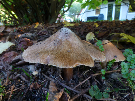 Inocybe maculata - Gevlekte vezelkop (mogelijk)