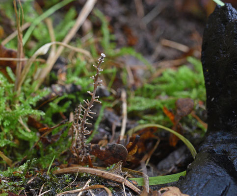 Vertakte collybia
