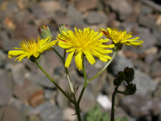 Crepis vesicaria taraxacifolia - Paardebloemstreepzaad