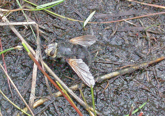 Tachina grossa - Stekelsluipvlieg