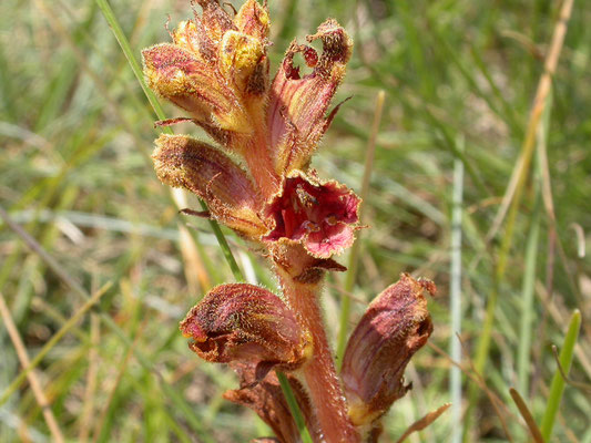 Orobanche gracilis - Sierlijke bremraap