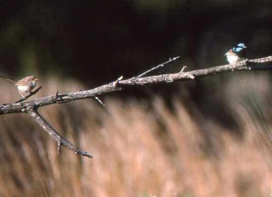 Variegated Fairy-wren