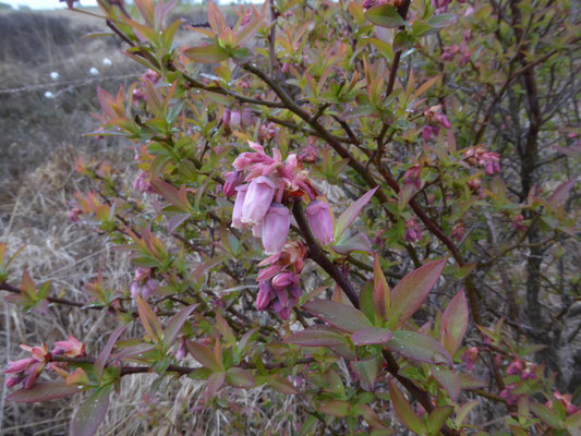 Blauwe bes (Vaccinium corymbosum)