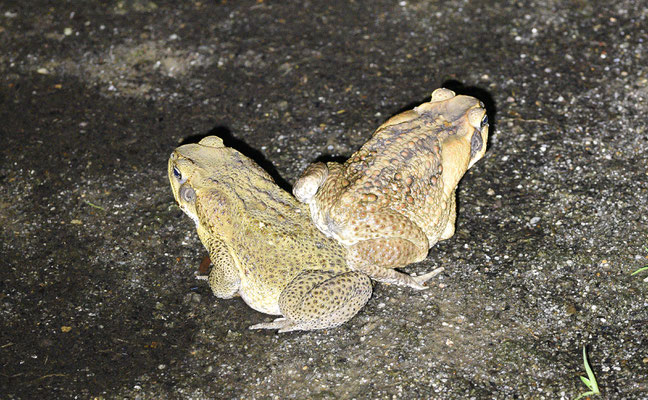 Rhinella marina