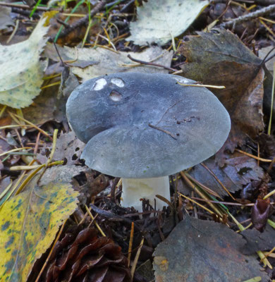 Russula grisea - Duifrussula sp