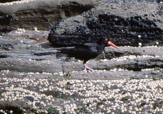 Black Oystercatcher