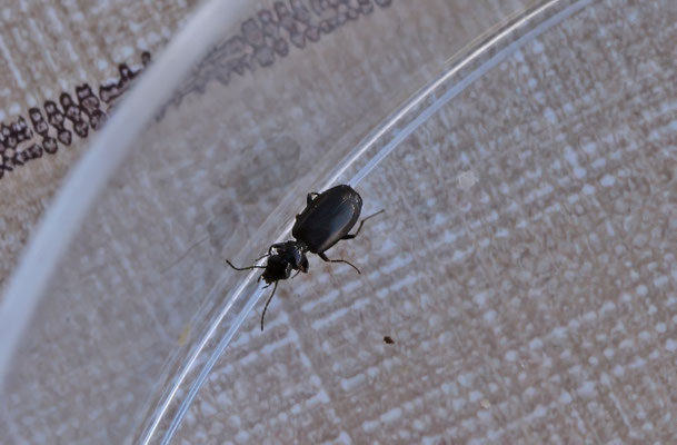Syntomus truncatellus - Zwarte dwergloper