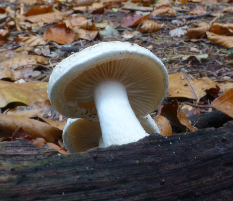 Pholiota lenta - Slijmige blekerik