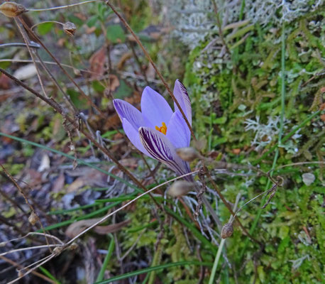Crocus corsicus