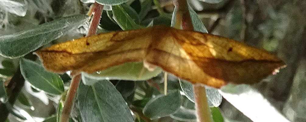 Epione repandaria - Puntige zoomspanner