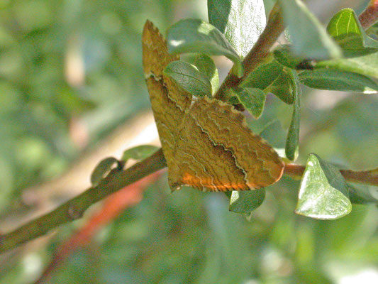 Camptogramma bilineata - Gestreepte goudspanner