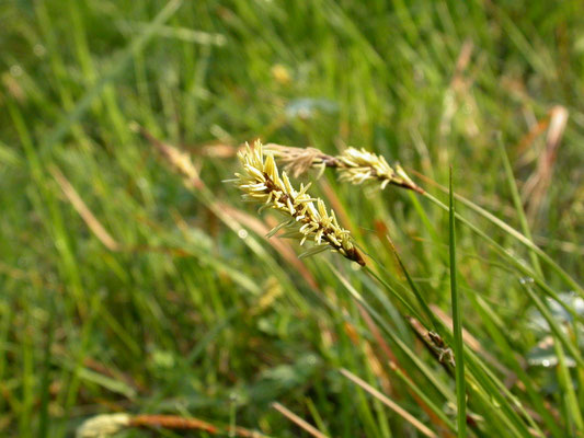Carex elata - Stijve zegge
